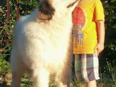 Bosanskohercegovačka autohtona pasmina pasa tornjak