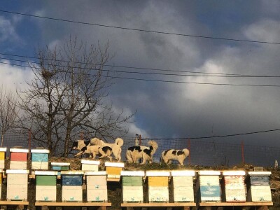 Bosanskohercegovačka autohtona pasmina pasa tornjak
