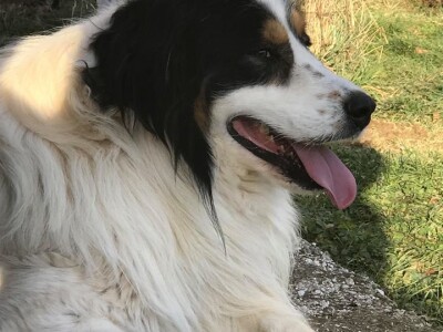 Bosanskohercegovačka autohtona pasmina pasa tornjak