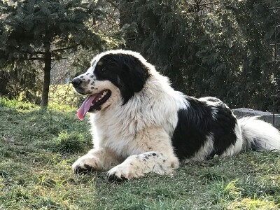 Bosanskohercegovačka autohtona pasmina pasa tornjak