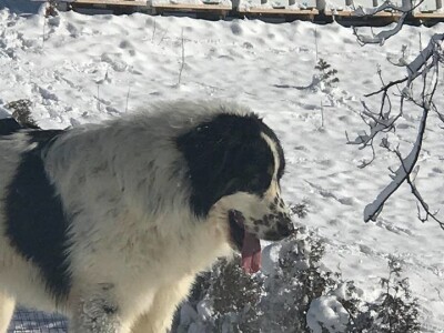 Bosanskohercegovačka autohtona pasmina pasa tornjak