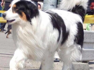 Bosanskohercegovačka autohtona pasmina pasa tornjak