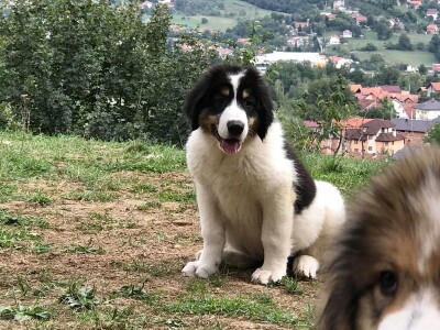 Bosanskohercegovačka autohtona pasmina pasa tornjak