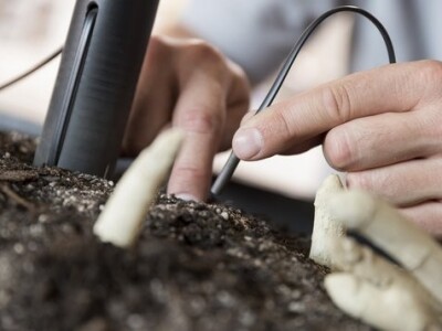 Senzori za uzgoj šparoga