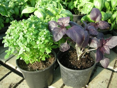 Bosiljak - zeleni, sitnolisni i crveni