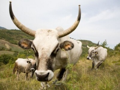 Istarski boškarini na ispaši