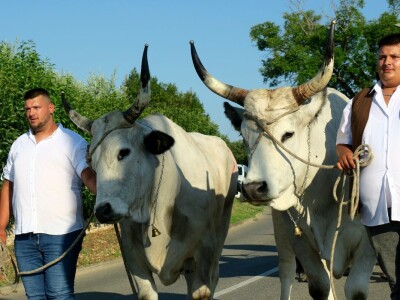 Smotra istarskih volova