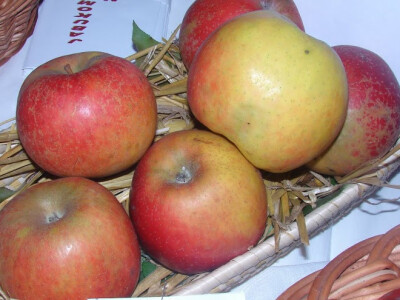 Prof. Ivan Bašić (posthumno)