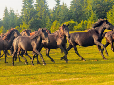 Bosnian Mountain Horse - Bosanski brdski konj Vlašić