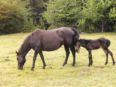 Bosnian Mountain Horse - Bosanski brdski konj Vlašić