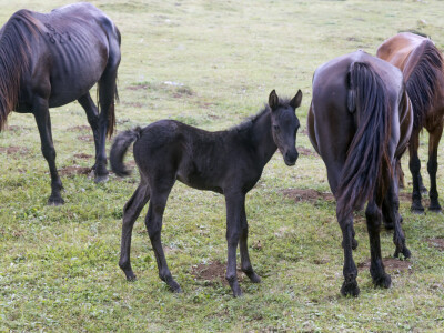 Bosnian Mountain Horse - Bosanski brdski konj Vlašić
