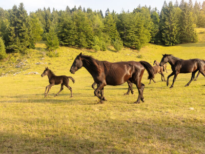 Bosnian Mountain Horse - Bosanski brdski konj Vlašić