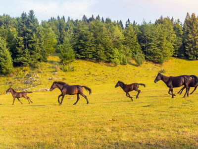 Bosnian Mountain Horse - Bosanski brdski konj Vlašić