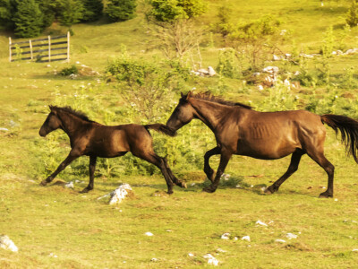 Bosnian Mountain Horse - Bosanski brdski konj Vlašić