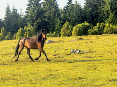Bosnian Mountain Horse - Bosanski brdski konj Vlašić