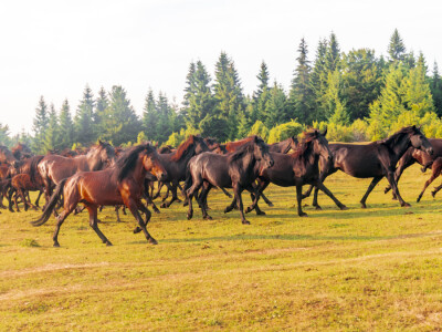 Bosnian Mountain Horse - Bosanski brdski konj Vlašić