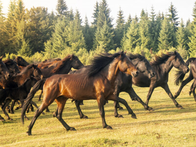 Bosnian Mountain Horse - Bosanski brdski konj Vlašić