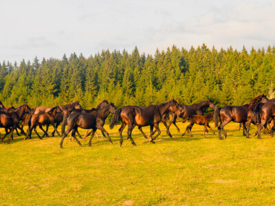 Bosnian Mountain Horse - Bosanski brdski konj Vlašić