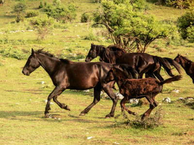 Bosnian Mountain Horse - Bosanski brdski konj Vlašić