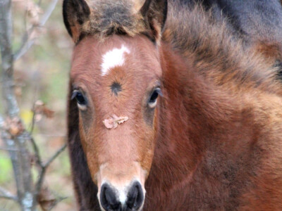 Bosnian Mountain Horse - Bosanski brdski konj Vlašić