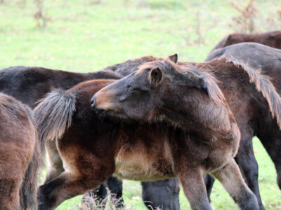 Bosnian Mountain Horse - Bosanski brdski konj Vlašić
