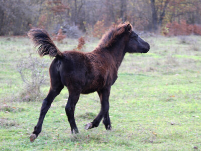 Bosnian Mountain Horse - Bosanski brdski konj Vlašić