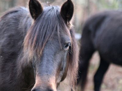 Bosnian Mountain Horse - Bosanski brdski konj Vlašić