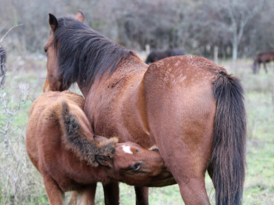Bosnian Mountain Horse - Bosanski brdski konj Vlašić
