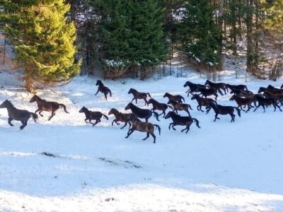 Bosnian Mountain Horse - Bosanski brdski konj Vlašić