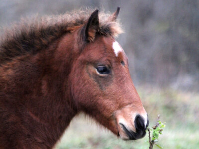 Bosnian Mountain Horse - Bosanski brdski konj Vlašić