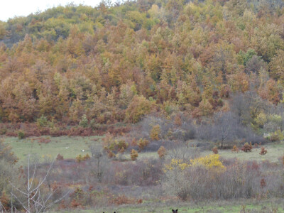 Bosnian Mountain Horse - Bosanski brdski konj Vlašić