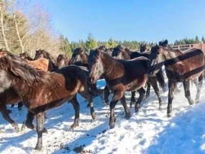 Bosnian Mountain Horse - Bosanski brdski konj Vlašić