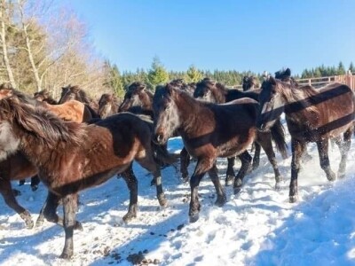 Bosnian Mountain Horse - Bosanski brdski konj Vlašić