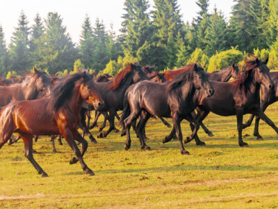Bosnian Mountain Horse - Bosanski brdski konj Vlašić