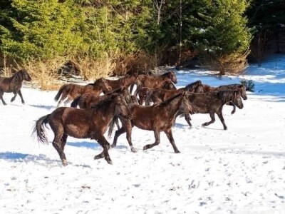 Bosnian Mountain Horse - Bosanski brdski konj Vlašić