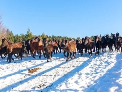 Bosnian Mountain Horse - Bosanski brdski konj Vlašić