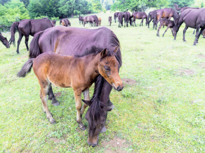 Bosnian Mountain Horse - Bosanski brdski konj Vlašić