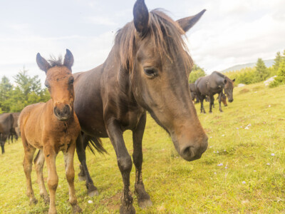 Bosnian Mountain Horse - Bosanski brdski konj Vlašić