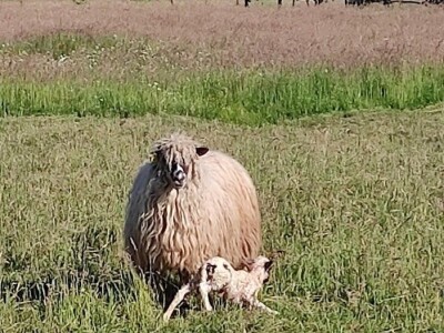 Božić u glinskom kraju Božić u glinskom kraju