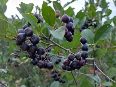 Božić u glinskom kraju Božić u glinskom kraju