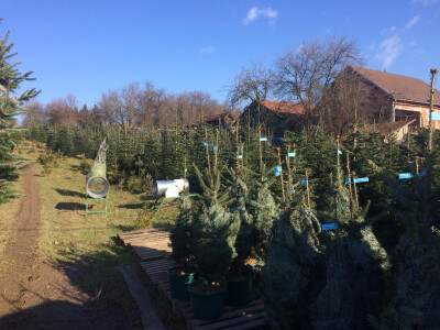 Božićna drvca Božićna drvca