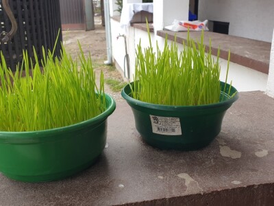 Božićni običaji u Sopju