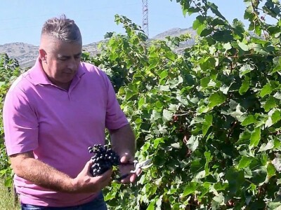 Božidar Sekulović: Dobro vino je rezultat preciznog i posvećenog rada od vinograda do čaše