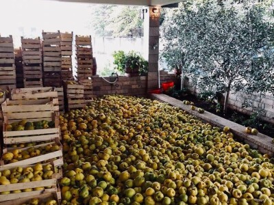 Božidar Sekulović: Dobro vino je rezultat preciznog i posvećenog rada od vinograda do čaše