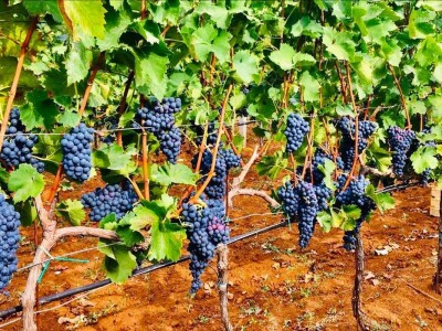 Božidar Sekulović: Dobro vino je rezultat preciznog i posvećenog rada od vinograda do čaše