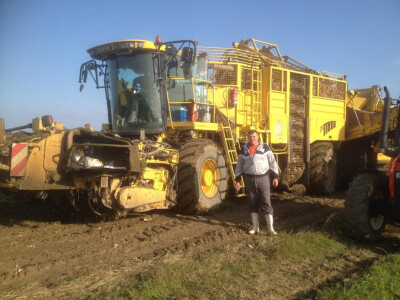 Vađenje šećerne repe Vađenje šećerne repe