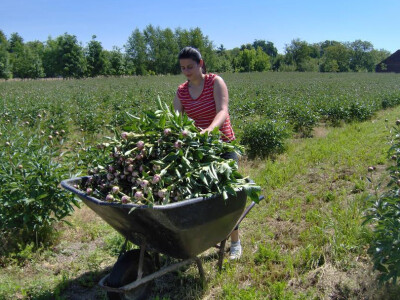 Na plantaži je radno gotovo cijeli dan