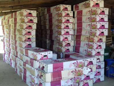 Ovako upakirani čuvaju se u hladnjači