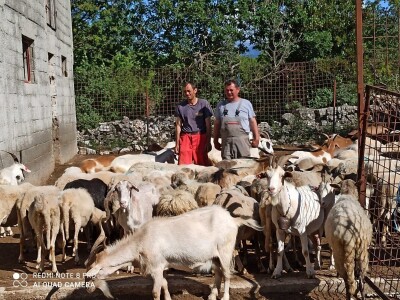 Braća Bože i Ivan Mandušić na svojoj farmi