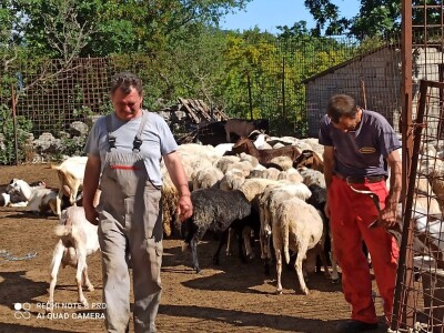 Braća Bože i Ivan Mandušić na svojoj farmi